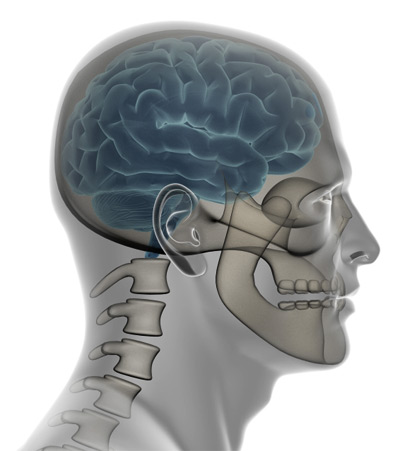 transparent body view of the brain